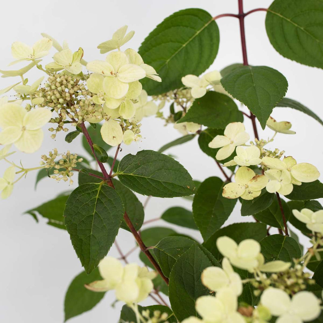 Hydrangea paniculata Wim's Red - Hortensia