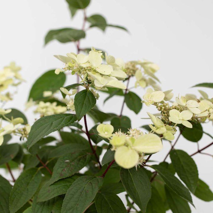 Hydrangea paniculata Wim's Red - Hortensia