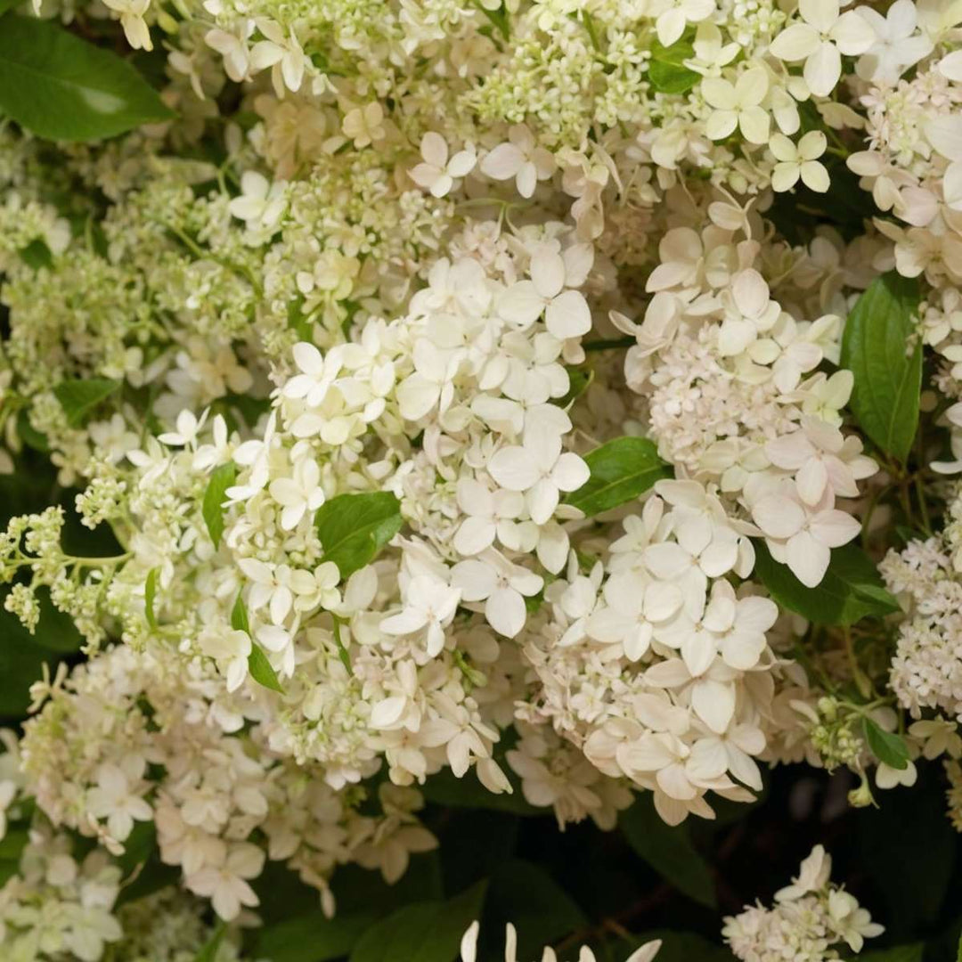 Hydrangea paniculata 'Confetti' - Hortensia