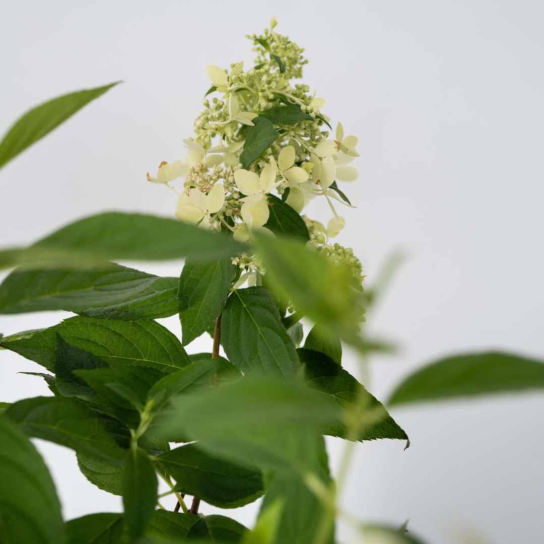 Hydrangea paniculata 'Confetti' - Hortensia