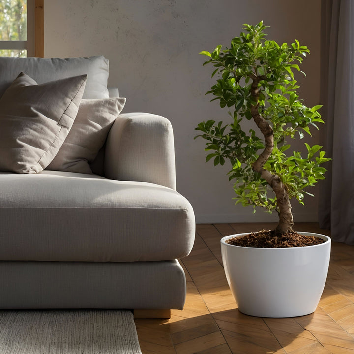 Ficus Ginseng S-vorm - Japanse Bonsai