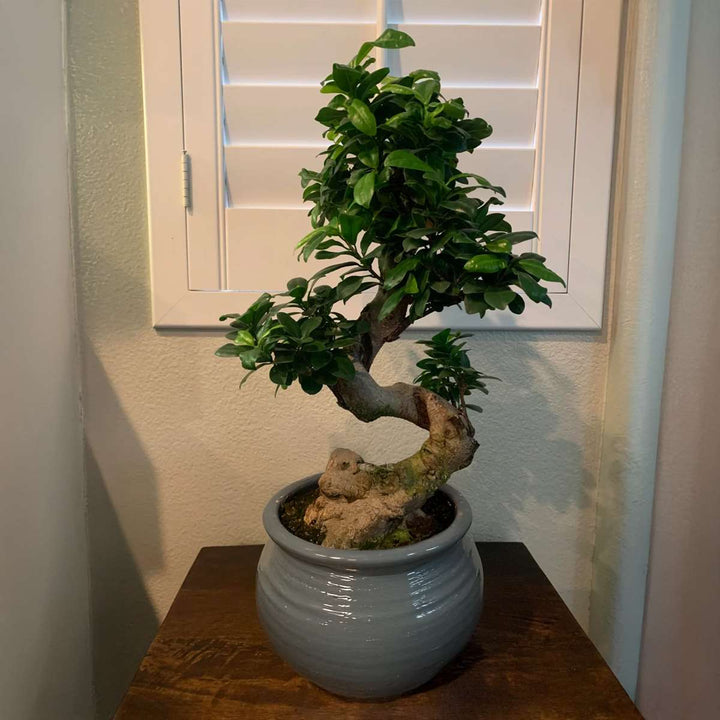 Ficus Ginseng S-vorm - Japanse Bonsai