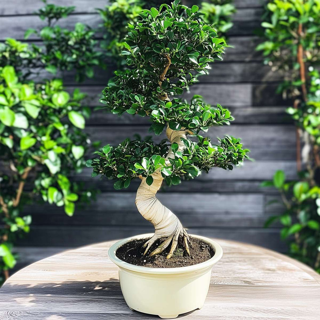 Ficus Ginseng S-vorm - Japanse Bonsai