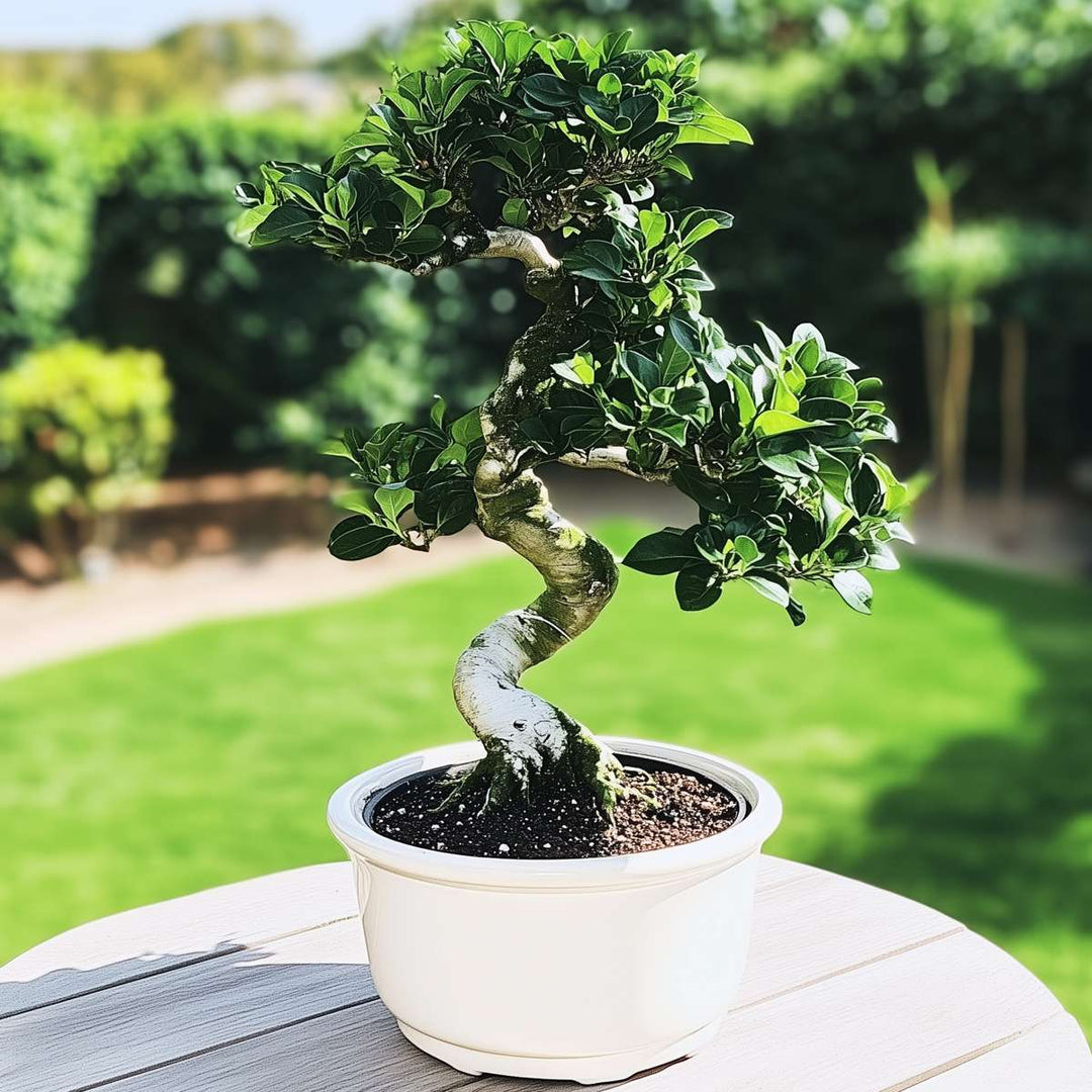 Ficus Ginseng S-vorm - Japanse Bonsai