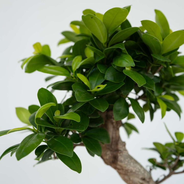 Ficus Ginseng S-vorm - Japanse Bonsai