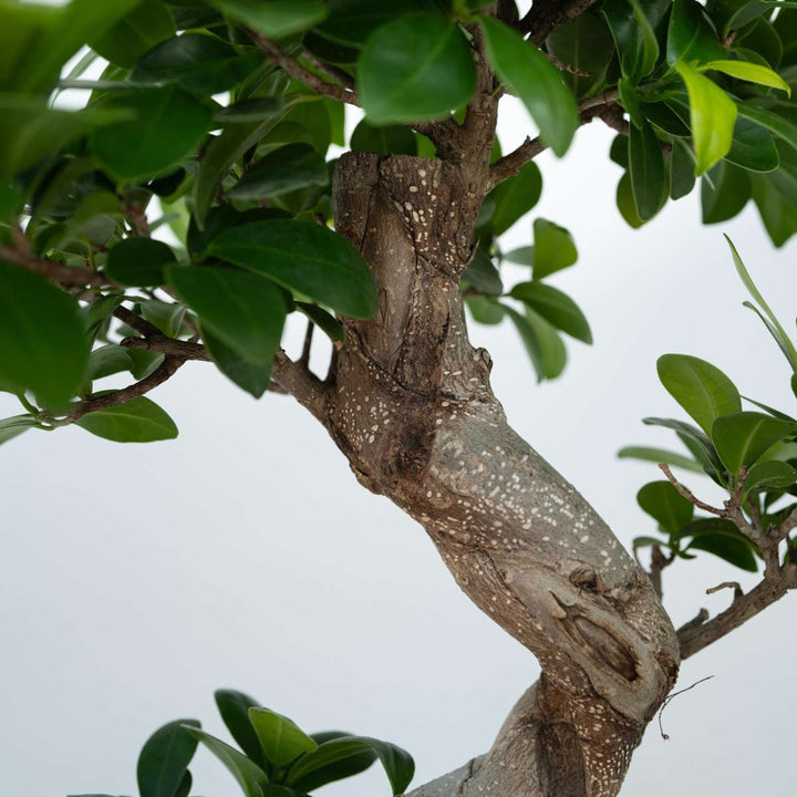 Ficus Ginseng S-vorm - Japanse Bonsai