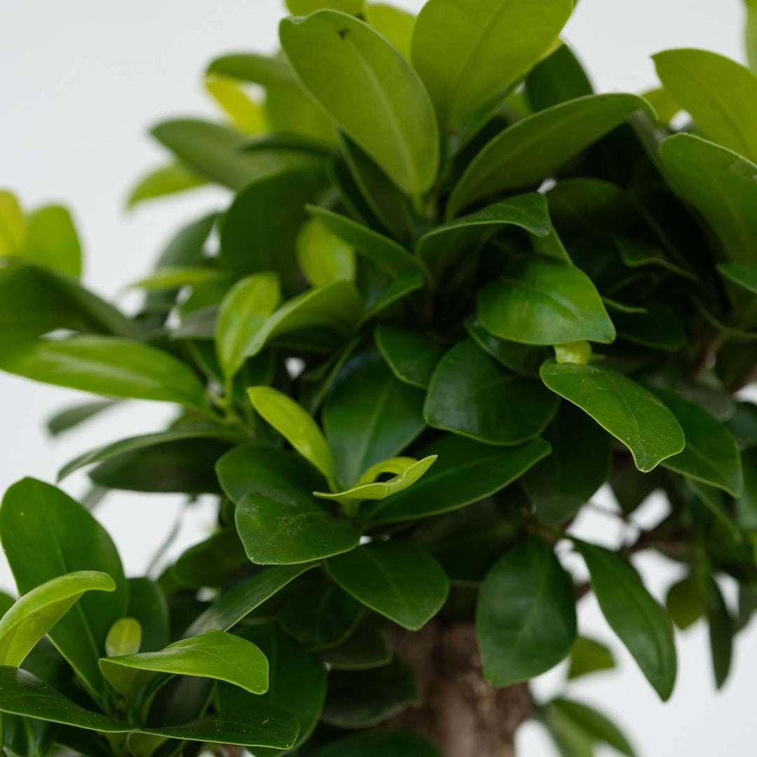 Ficus Ginseng S-vorm - Japanse Bonsai