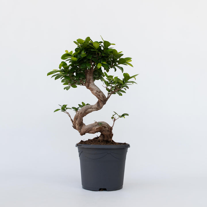 Ficus Ginseng S-vorm - Japanse Bonsai