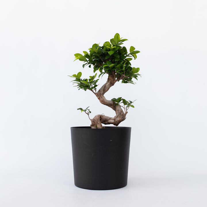 Ficus Ginseng S-vorm - Japanse Bonsai