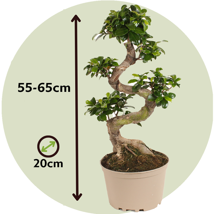 Ficus Ginseng S-oblik - Set od 2 - Japanski bonsai