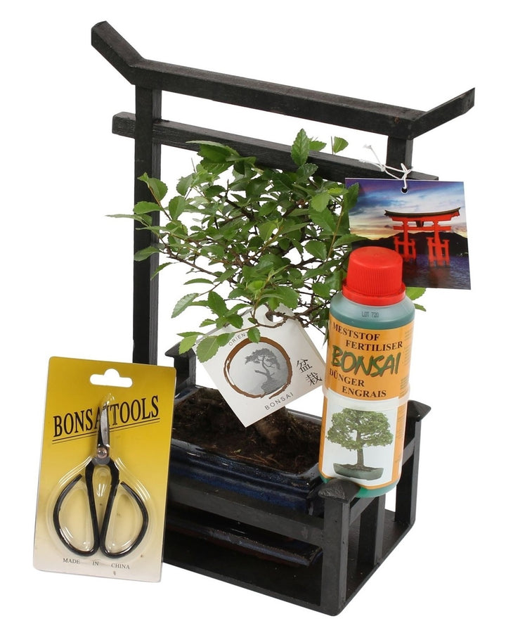 Bonsai Starterkit - Bonsai, schaartje, voeding, torri