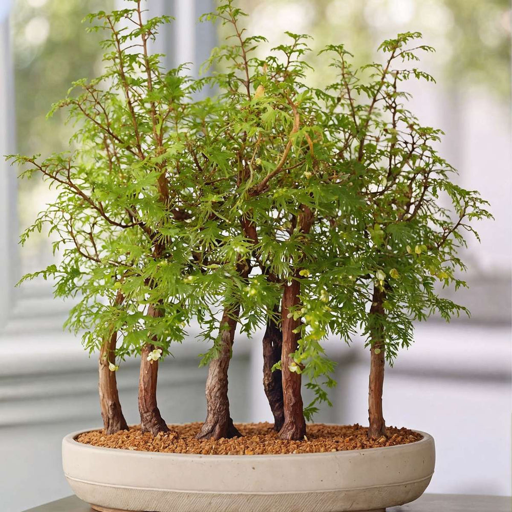 Outdoor Bonsai Metasequoia Forest - Bonsai - FloraStore