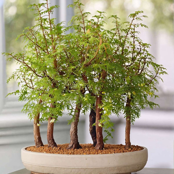 Outdoor Bonsai Metasequoia Forest - Bonsai - FloraStore