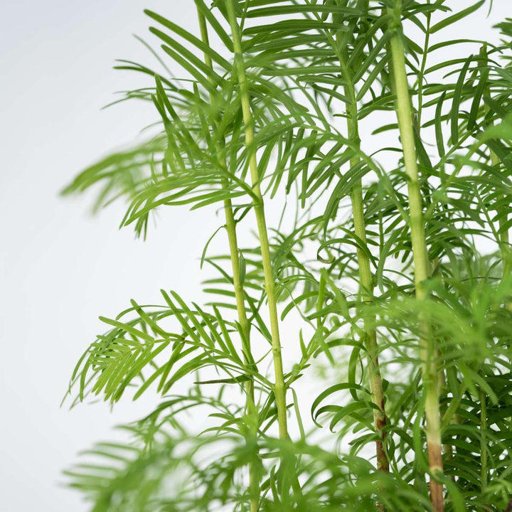 Outdoor Bonsai Metasequoia Forest - Bonsai - FloraStore