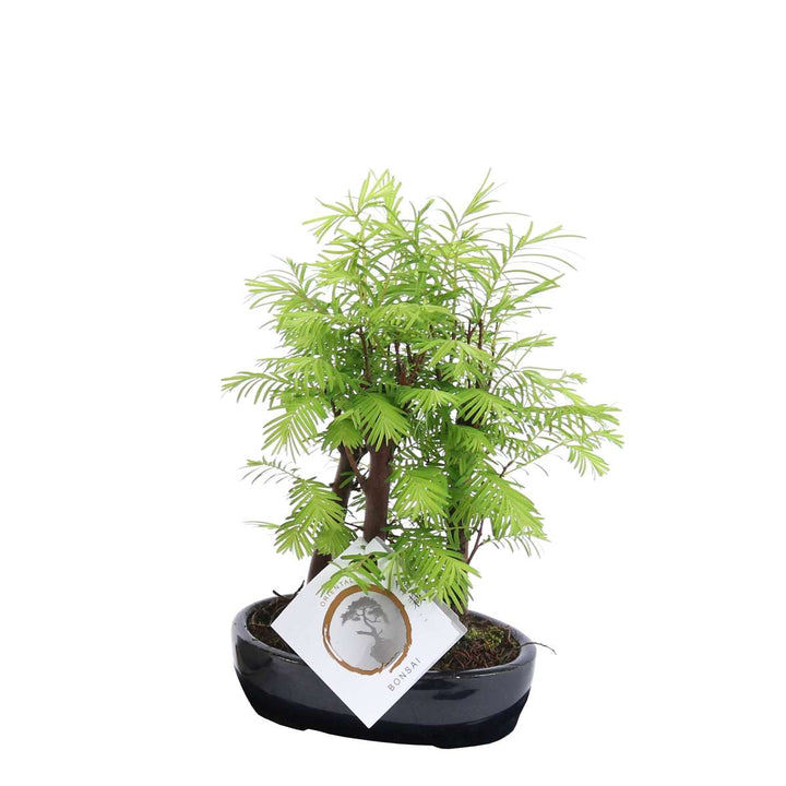 Outdoor Bonsai Metasequoia Forest - Bonsai - FloraStore