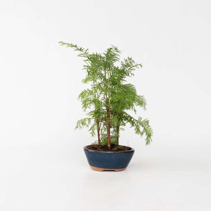 Outdoor Bonsai Metasequoia Forest - Bonsai - FloraStore
