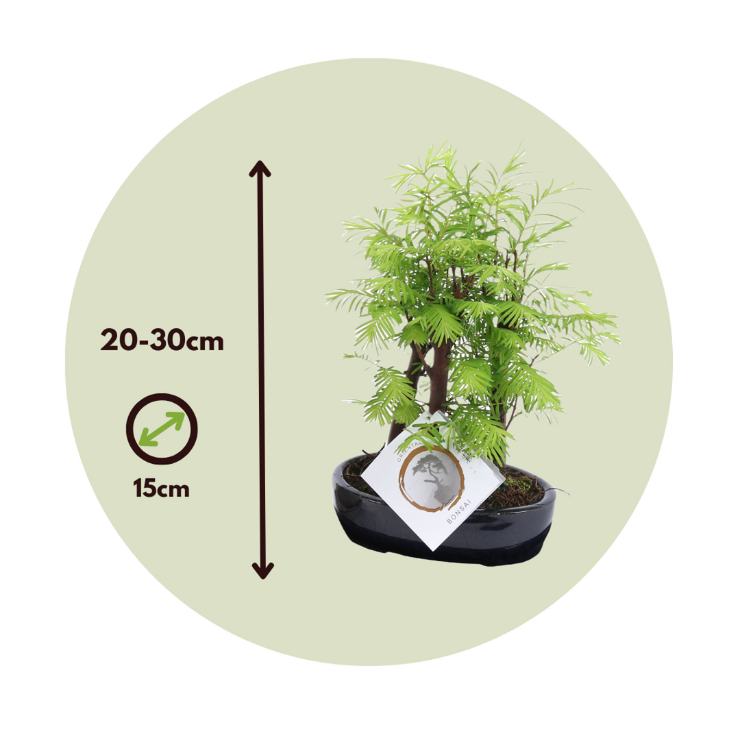 Outdoor Bonsai Metasequoia Forest - Bonsai - FloraStore