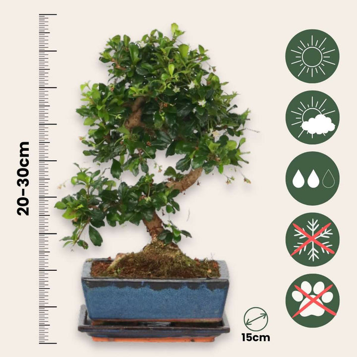 Bonsai 'Carmona' - S-vormig - S