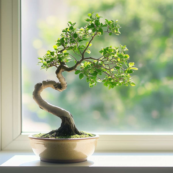 Bonsai 'Zelkova' - S-vormig - S