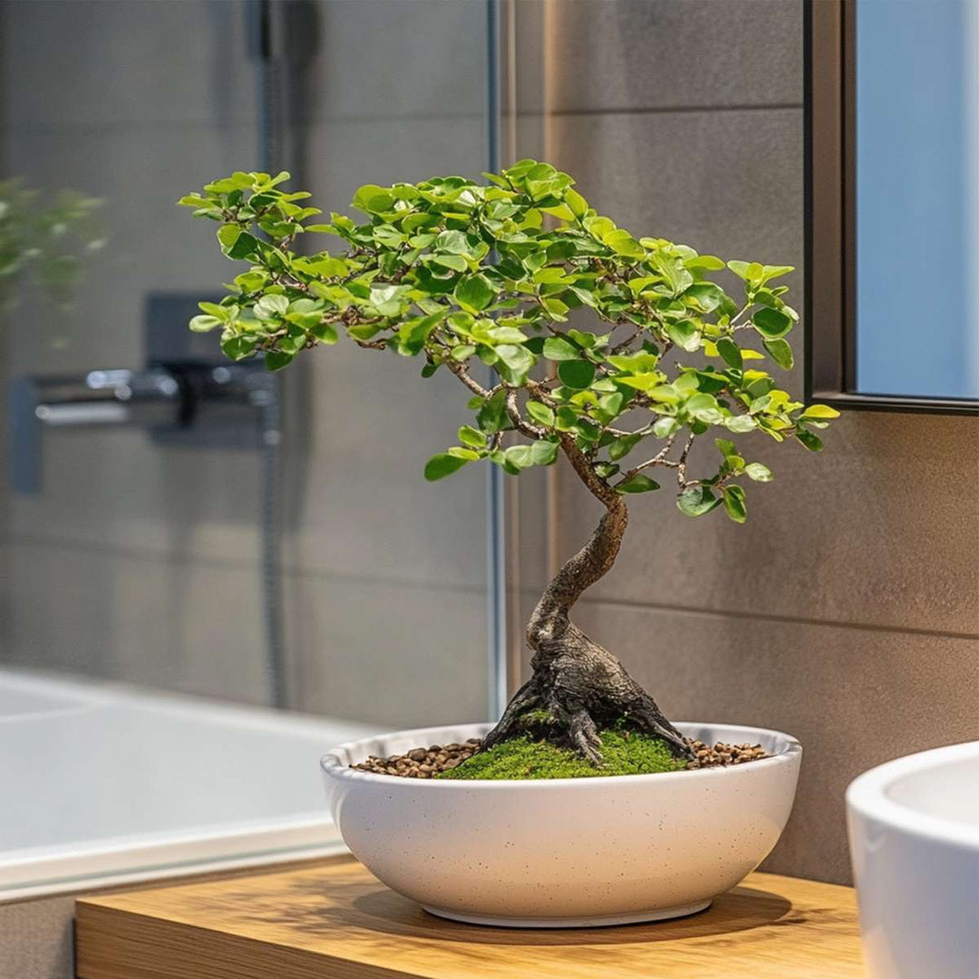 Bonsai 'Zelkova' - S-vormig - S