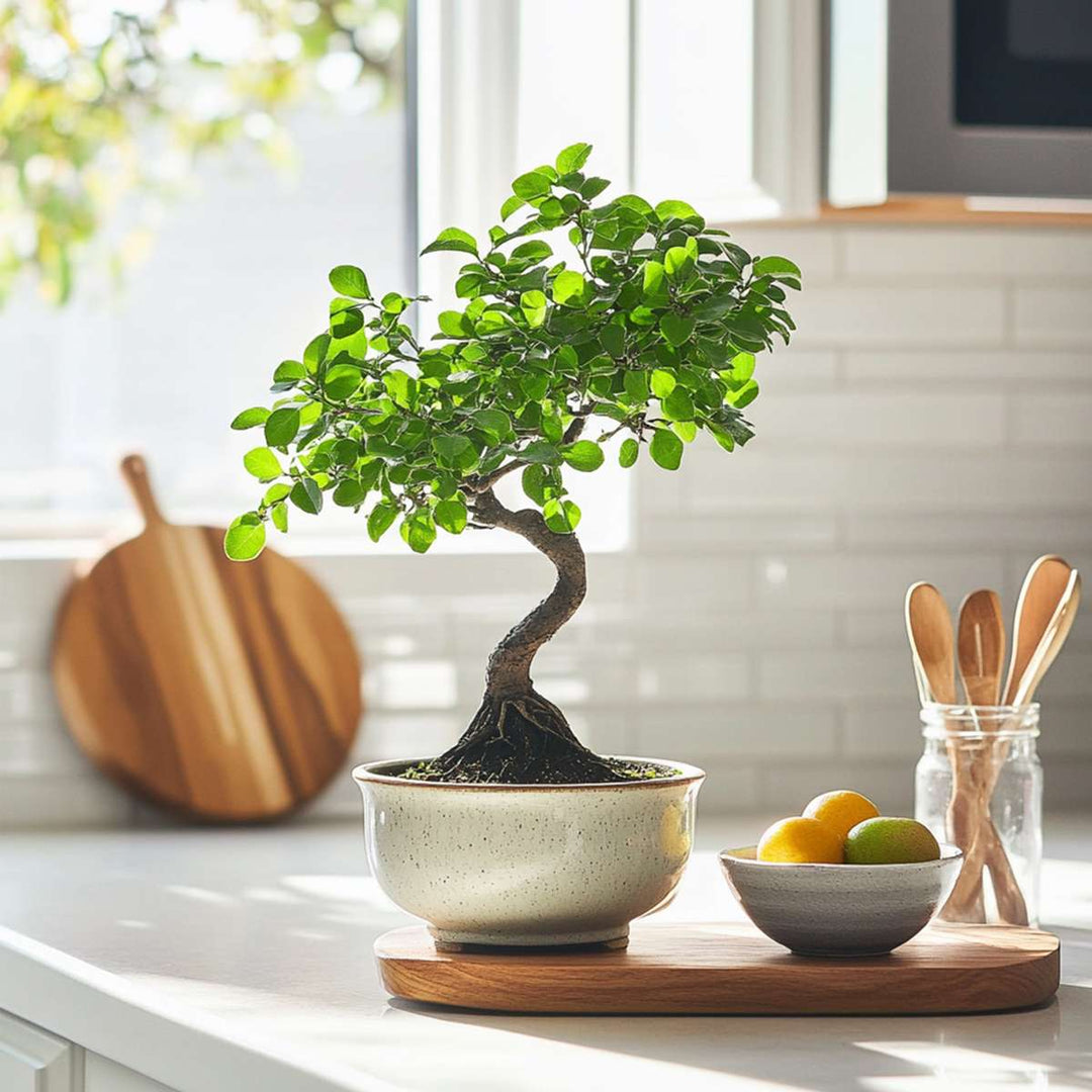 Bonsai 'Zelkova' - S-vormig - S