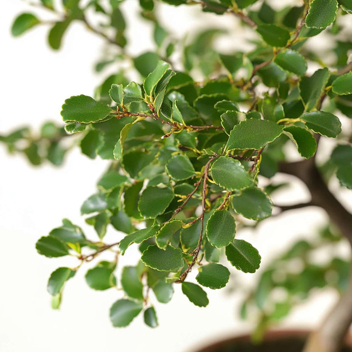 Bonsai 'Zelkova' - S-vormig - S