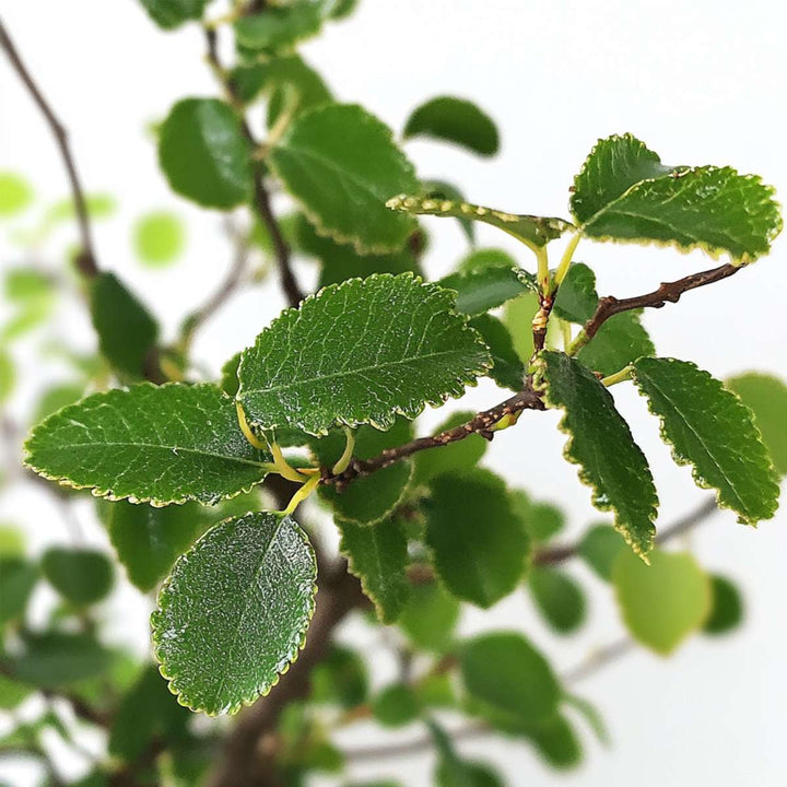 Bonsai 'Zelkova' - S-vormig - S