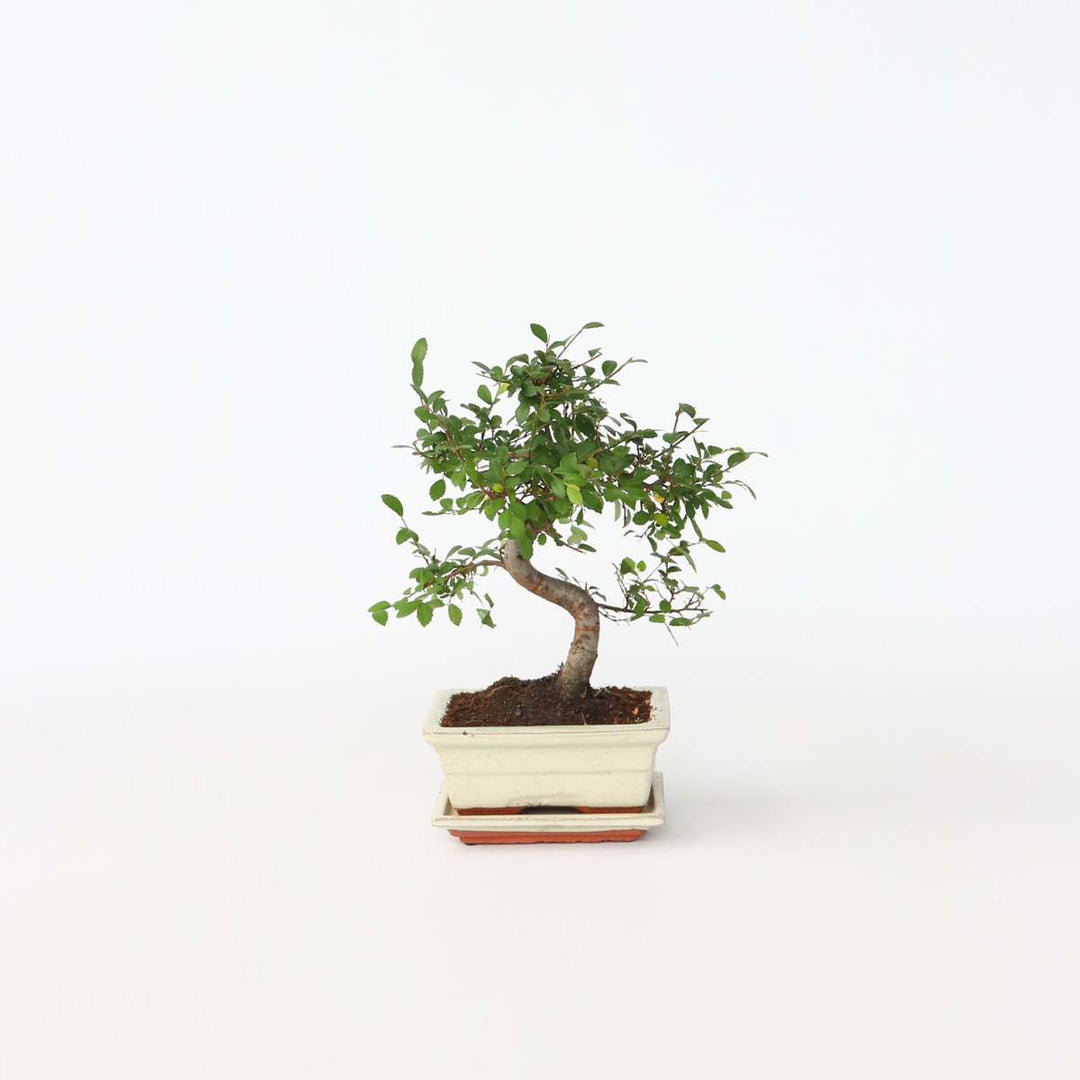 Bonsai 'Zelkova' - S-vormig - S