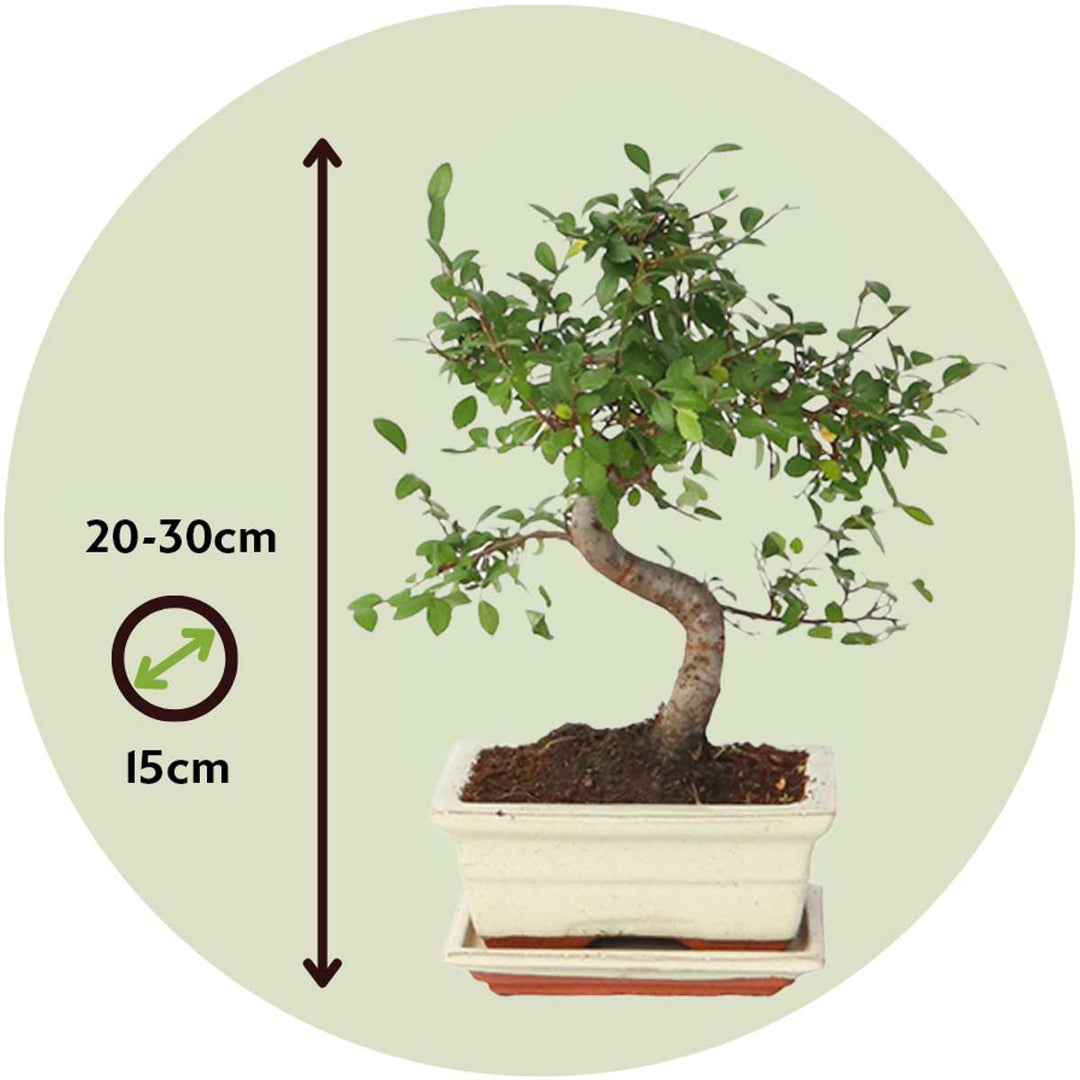 Bonsai 'Zelkova' - S-vormig - S