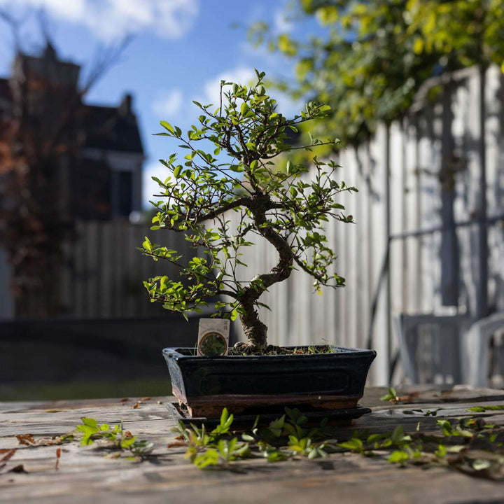 Bonsai 'Carmona' - S-vormig - M