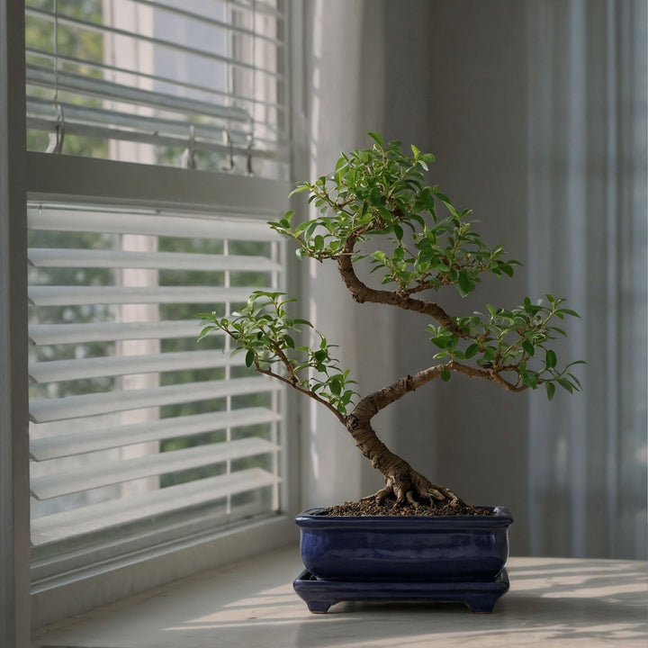 Bonsai 'Carmona' - S-vormig - S