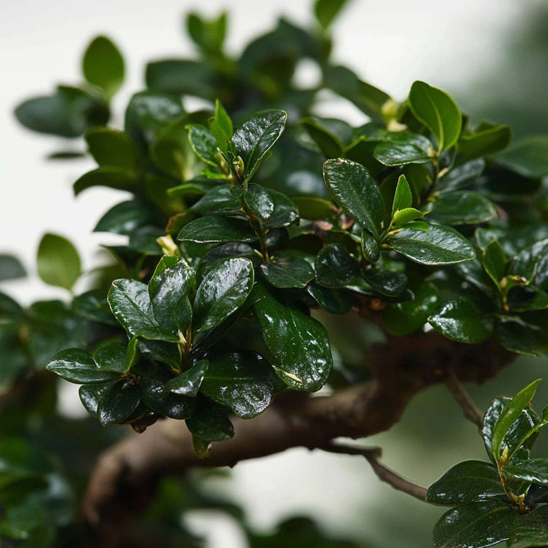 Bonsai 'Carmona' - S-vormig - M