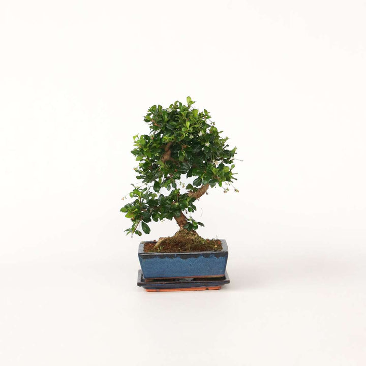 Bonsai 'Carmona' - S-vormig - S