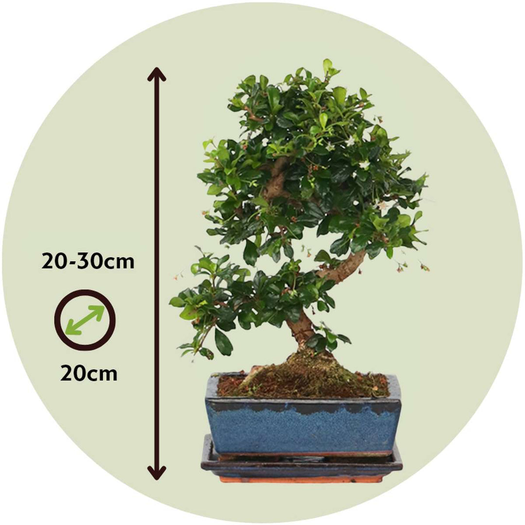 Bonsai 'Carmona' - S-vormig - M