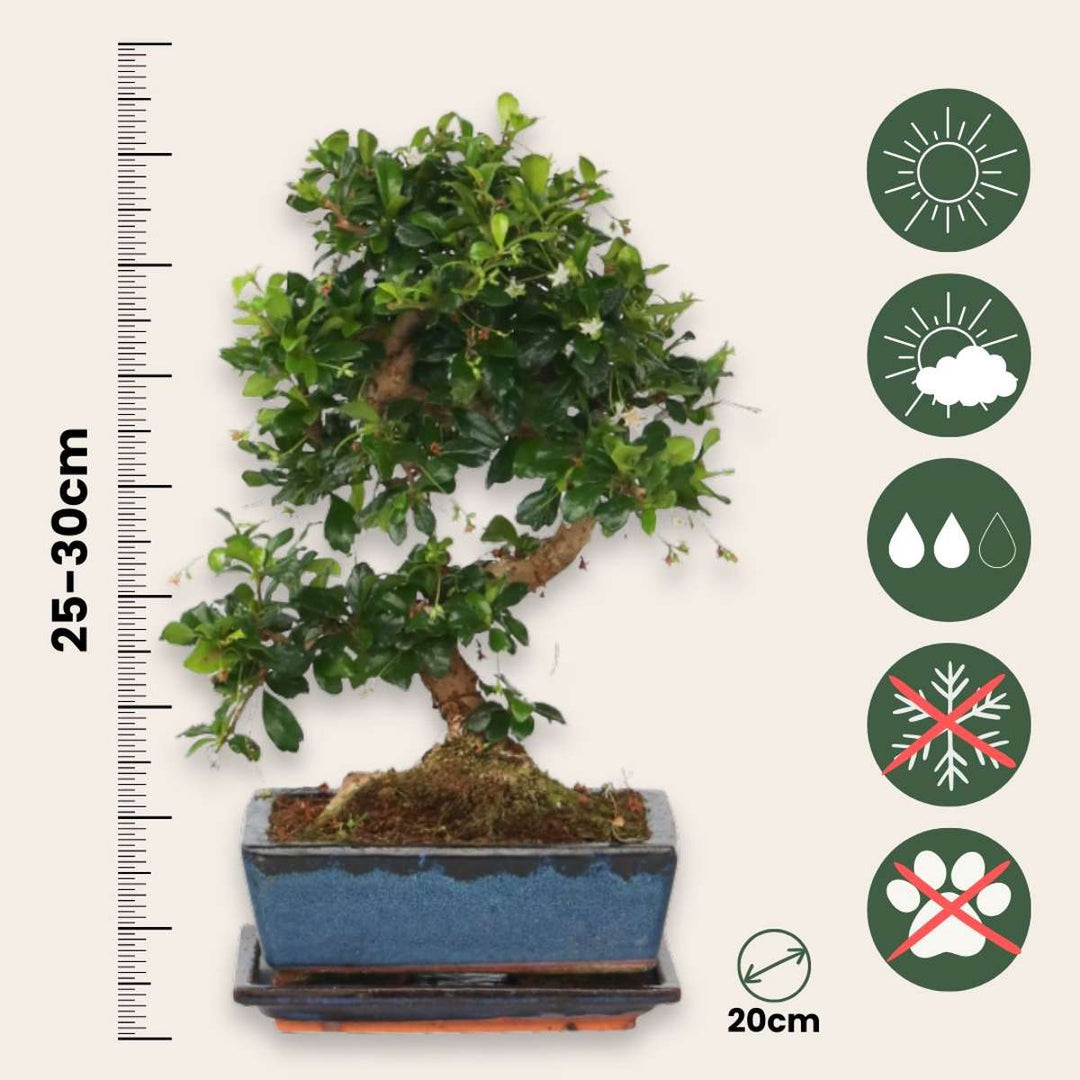 Bonsai 'Carmona' - S-shaped - M
