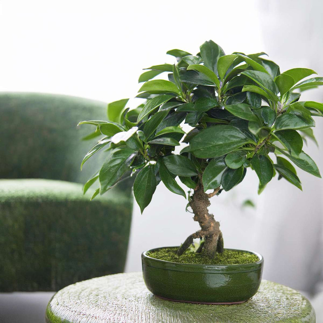 Bonsai 'Carmona Ball' - S