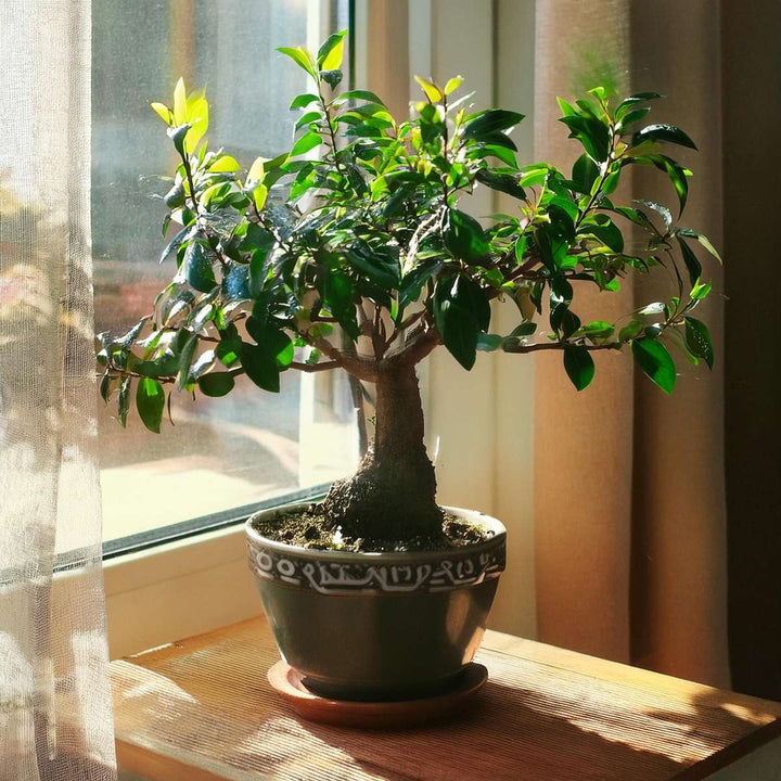 Bonsai 'Carmona Ball' - S