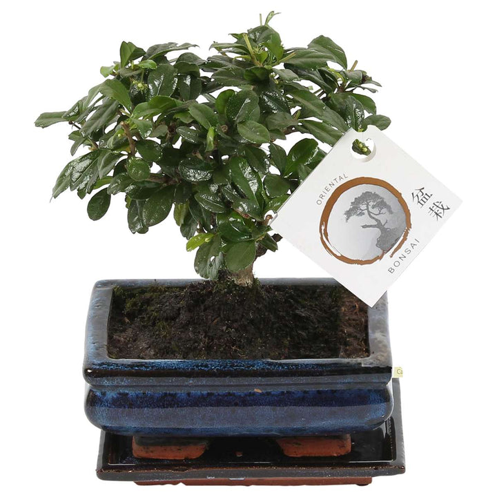 Bonsai 'Carmona Ball' - S