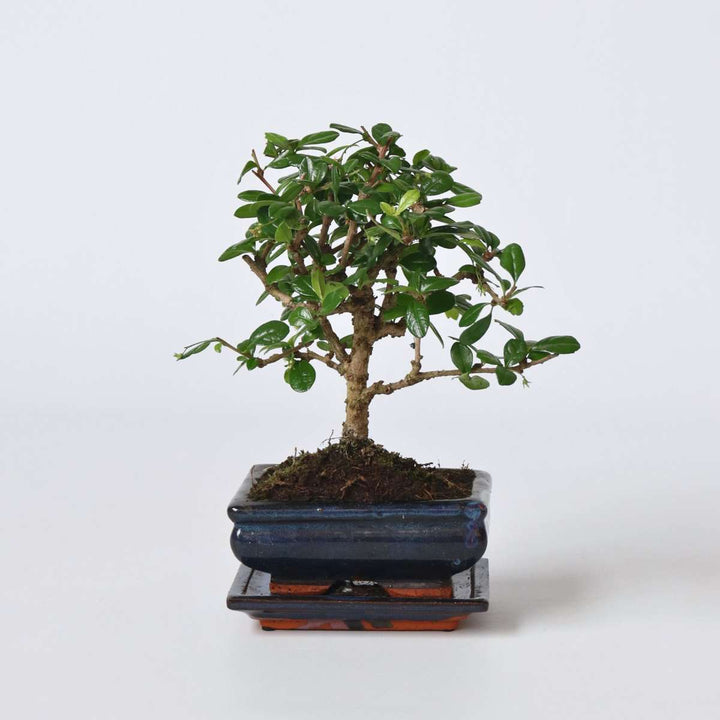 Bonsai 'Carmona Ball' - S