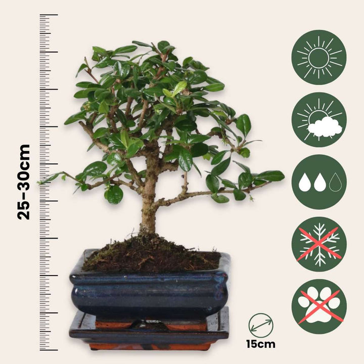 Bonsai 'Carmona Ball' - S
