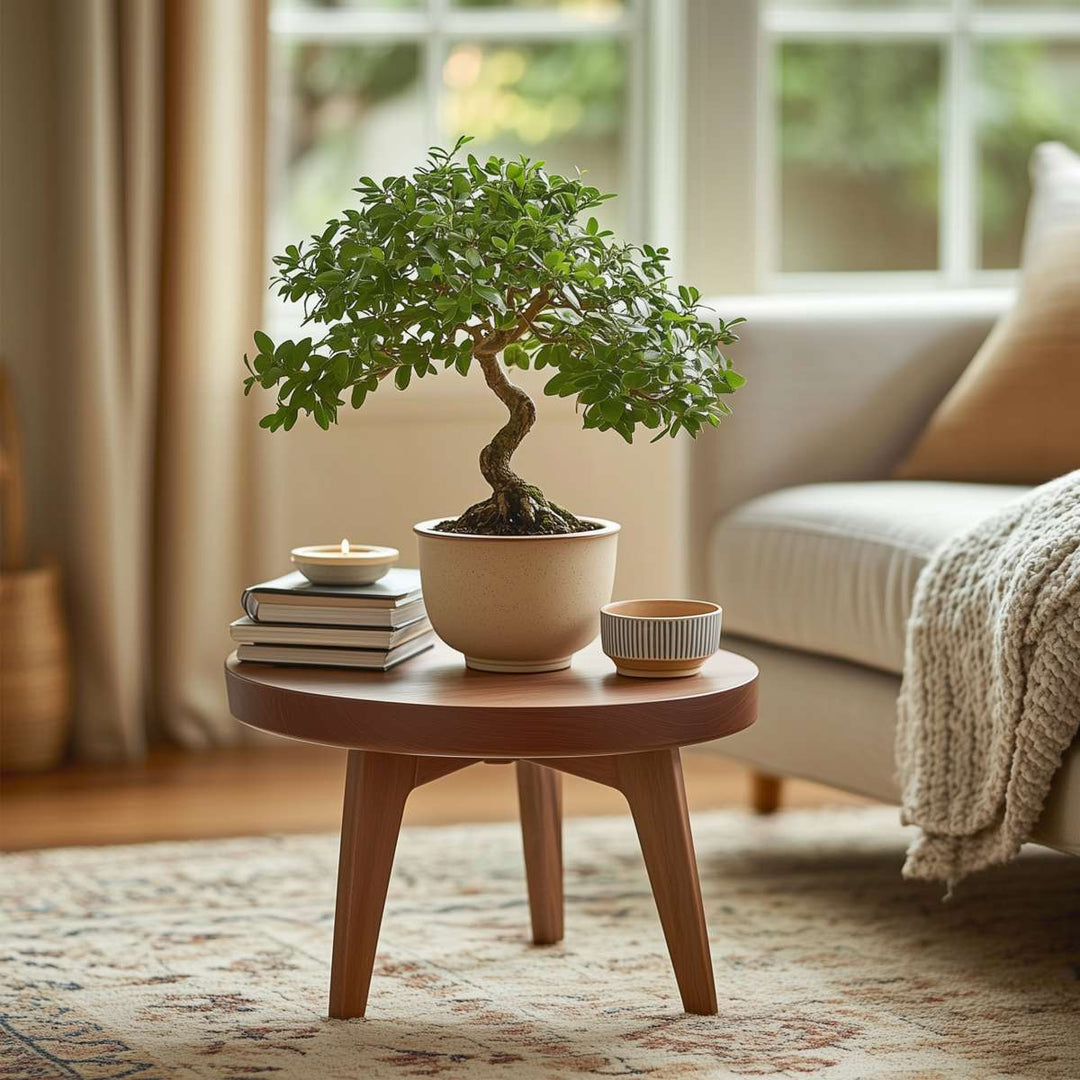 Bonsai 'Zelkova' - S-vormig - M