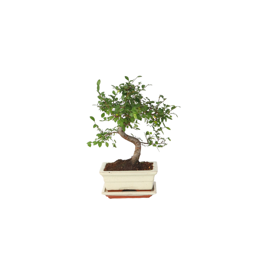 Bonsai 'Zelkova' - S-vormig - M