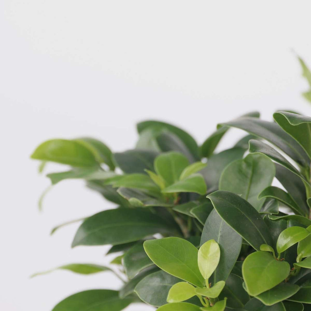 Ficus Ginseng - Japanse Bonsai