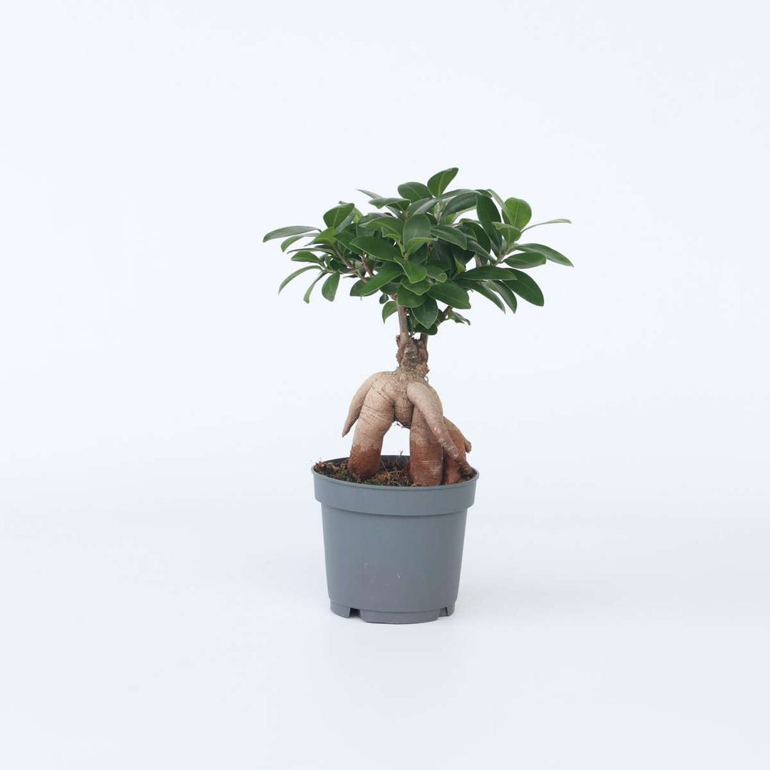 Ficus Ginseng - Japanse Bonsai