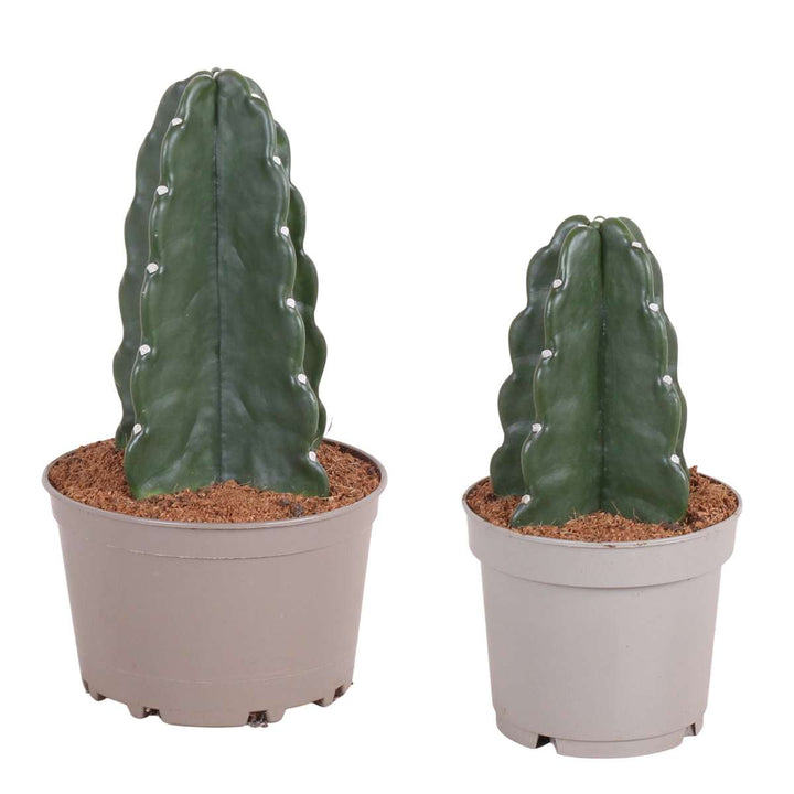 Cereus jamacaru - Mješavina 2 - 'Cuddly' kaktus - FloraStore