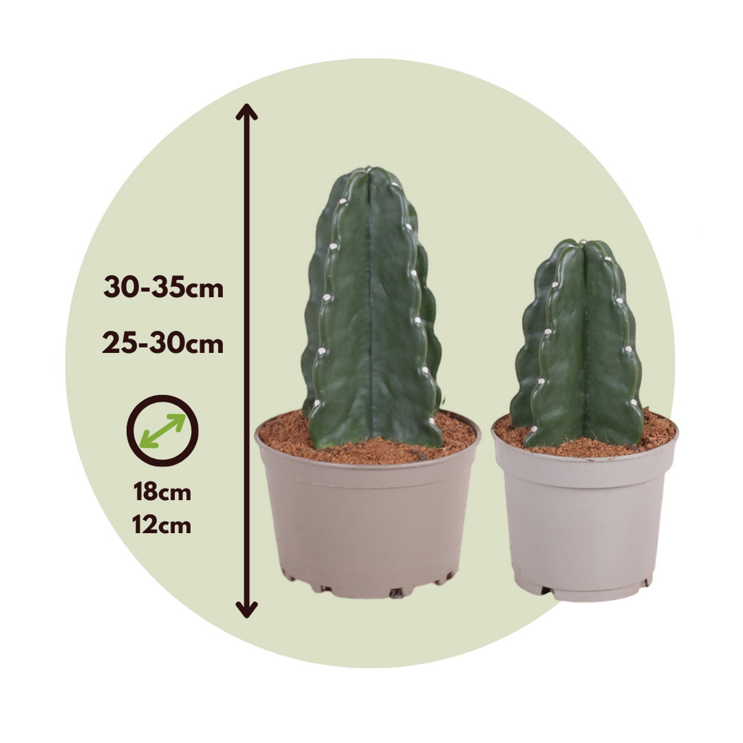 Cereus jamacaru - Mješavina 2 - 'Cuddly' kaktus - FloraStore
