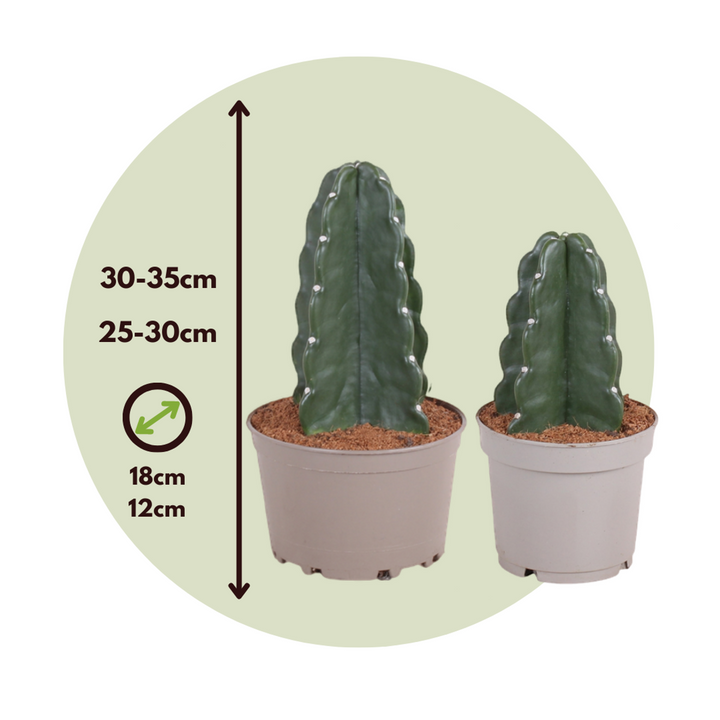 Cereus jamacaru - Mješavina 2 - 'Cuddly' kaktus - FloraStore