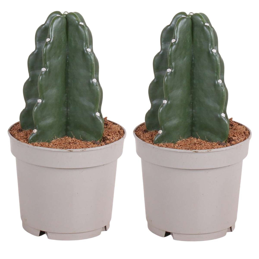 Cereus jamacaru - Cactus 'Cuddly' - Set of 2