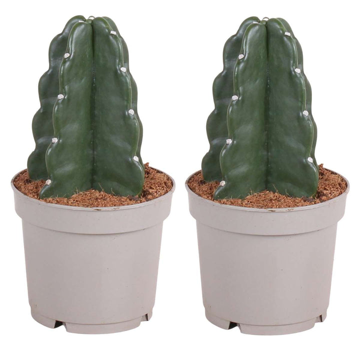 Cereus jamacaru - Cactus 'Cuddly' - Set of 2