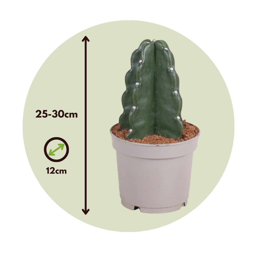 Cereus jamacaru - Cactus 'Cuddly' - Set of 2